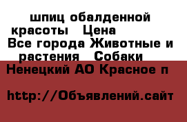 шпиц обалденной красоты › Цена ­ 22 000 - Все города Животные и растения » Собаки   . Ненецкий АО,Красное п.